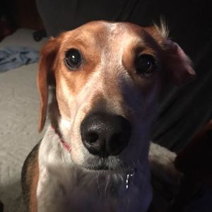 Meet your Posher, Elliott